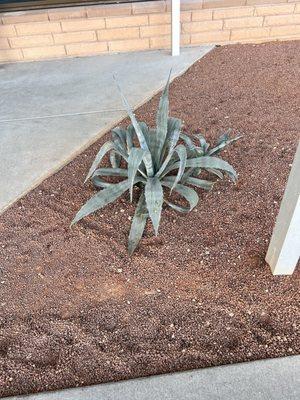 Beautiful agave outside