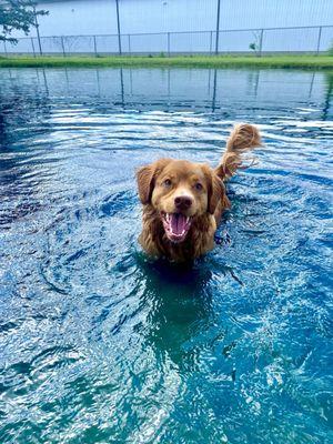 A treated pond to swim safely in!