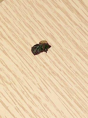 Dead bug found in drawers.