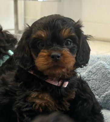 Cavapoo