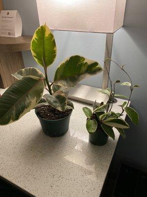 Ficus Tineke and Hoya Carnosa Tricolor (in our hotel room lol)