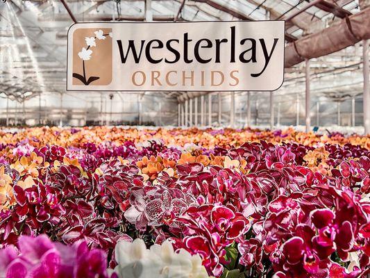 Westerlay Orchids