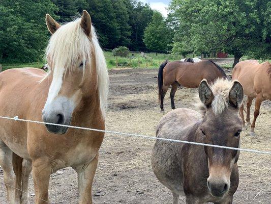 Thor and Ponkey begging for treats