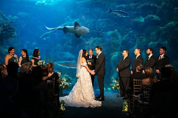 That shark swam above us the ENTIRE ceremony!