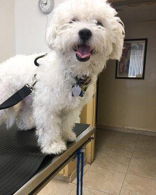 Rowdy's recent vet visit - he had an ear infection and they got him all better. Thank you!! :)