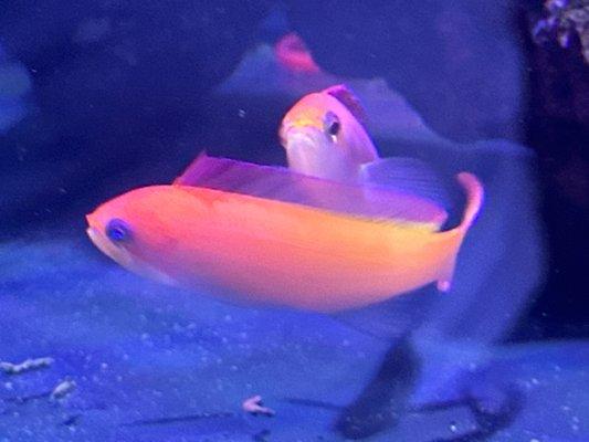 Dispar Anthias $29.99