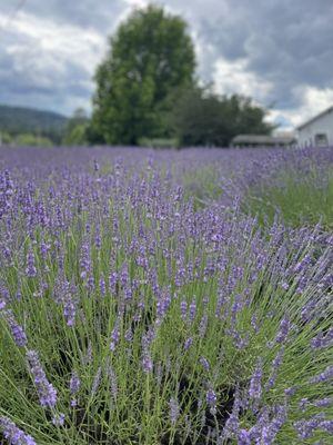 Focused Lavender