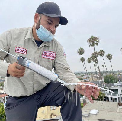 We also treat for nuisance birds. Here is Alonso out chief technician installing bird spikes for deterring birds.