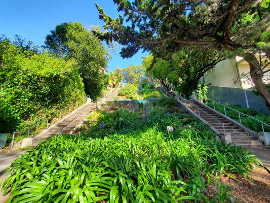 Staircase and greenery