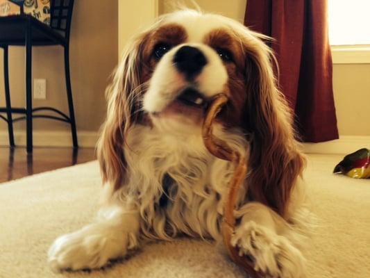 "Our dog, Chowder, has been a huge fan of the Spiral Odor-Free Bully Sticks for years now! He refuses to eat any other brand!"