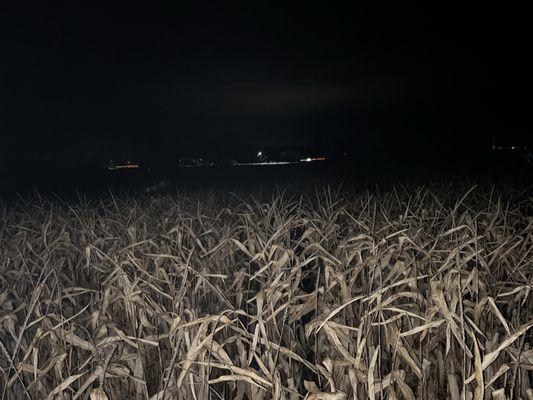 Corn maze