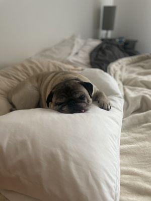 Our lazy pug