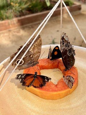 The butterfly sanctuary at the Santa Ana zoo. It's well worth taking time to visit... so tranquil and relaxing!