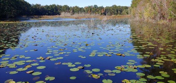 Imagine the waterlilies