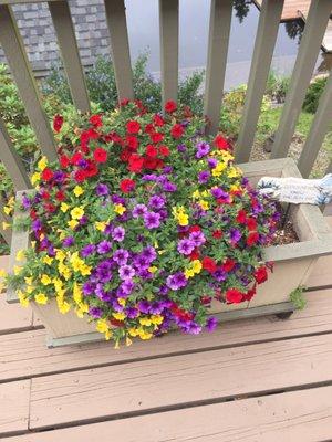 Flowers on my porch