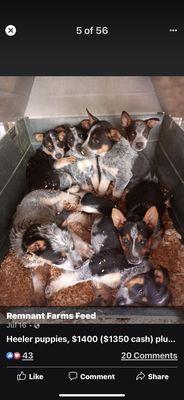 This looks healthy- keep breeding backyard dogs! No ethical breeder would allow this!