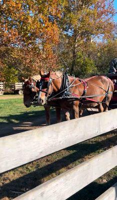 Horse pulled ride