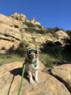 **!Dog friendly ** ** On leash ** Betty enjoying Stoney Point in between 31 mph wind gusts.