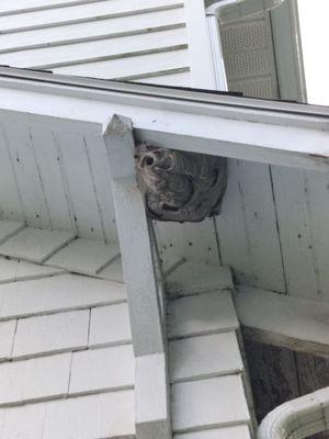 Huge Bald Faced Hornets nest.