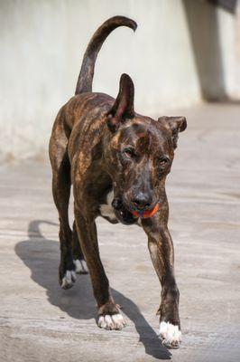 Playtime in our outdoor boarding   run