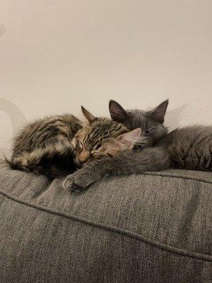 Kitten brothers cuddling on top of the couch