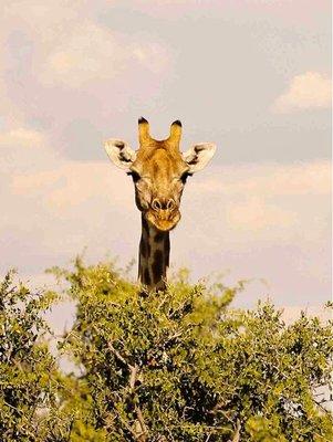 A gentle giraffe munches tender leaves from the top of a tree -- and grabs a look at a photographer...