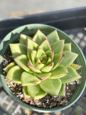 6" Echeveria agavoides 'Lipstick' $10.99