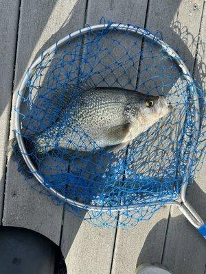 3# crappie from large minnow