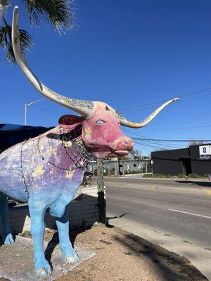 Longhorn out front!