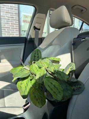 Red prayer plant.