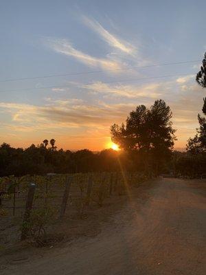 Fallbrook Pumpkin Patch