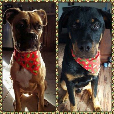 My boxer & rottie before Christmas after getting groomed at Riptide