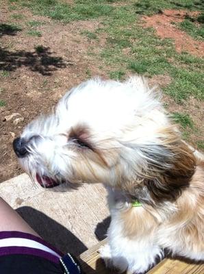 Jax chill'n on a park bench.