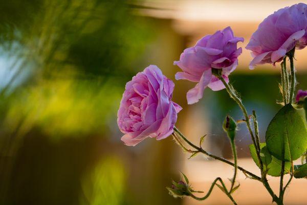 Pink roses leaning toward the sunlight