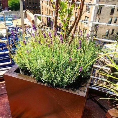 Lavender and a birch tree we planted on UES. A terrace redo. Updated falling apart planters, old, overgrown and root-bound plants.