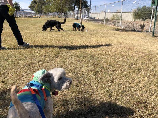 When the whole gang needs to potty, it's the perfect stop!