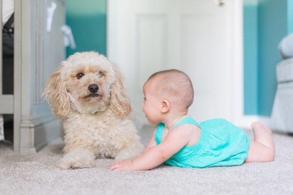 Green Machine Carpet Cleaning