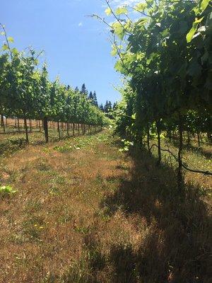 Tucking shoots and leaf picking in vineyard.