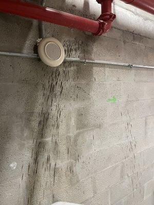 Sewage on the walls?