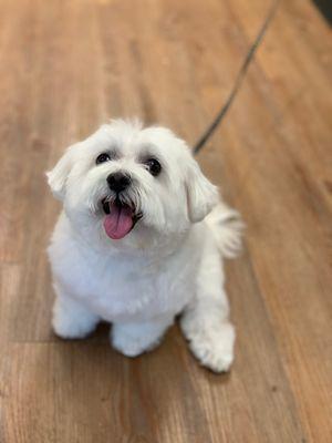 Little lucky is very happy after his bath