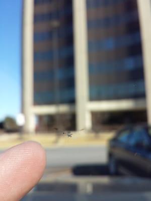 I came here to have a windshield chip repaired. They didn't do a very good job.