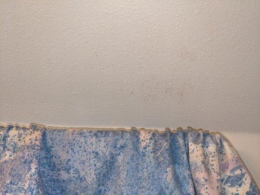 Mold above bathroom window.