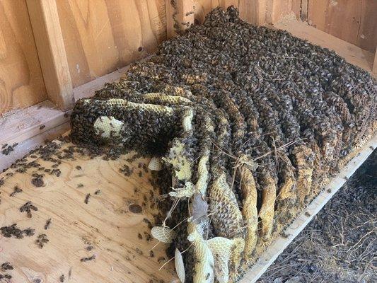 Beautiful beehive relocation from underneath a shed floor. Los Alamitos, Ca. #SaveTheBees #HumaneBeeRemoval #BeeColony #BeeRelocation