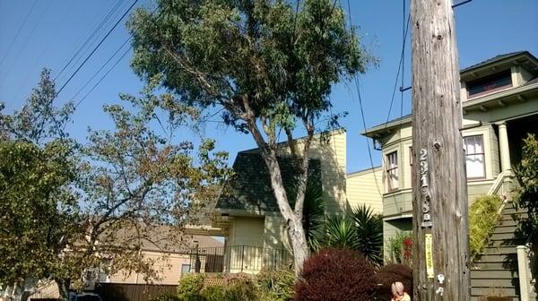 Eucalyptus globulus residential removal with live power lines