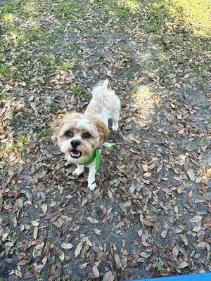 Biggie freshly groomed .