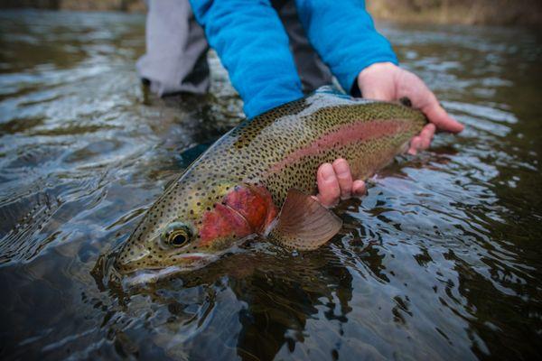 Native Redband trout grow large in the Spokane River thanks to special catch-and-release regulations.