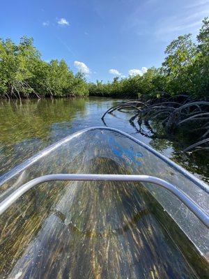 Paddling through the mangroves