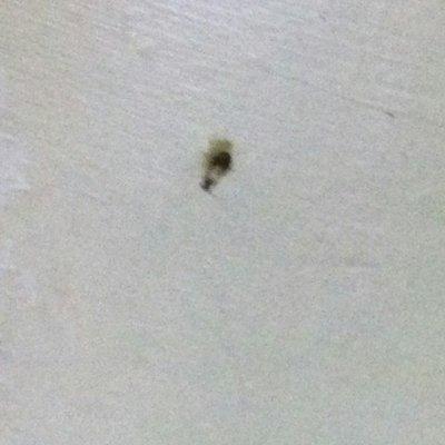 Bed bug on wall behind bed red mill motel 10/12/2016 rt 22 same owner regency motel rt 22