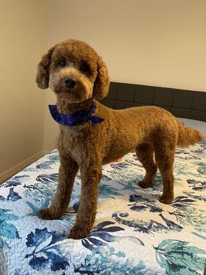 Teddy Bear cut for this Golden Doodle.