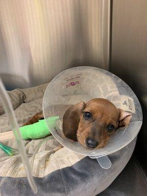 Day 2 in his care. laying in a parvo infected bed.